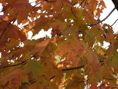 Acer saccharum