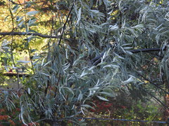 Elaeagnus angustifolia