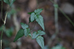 Jasminum singuliflorum