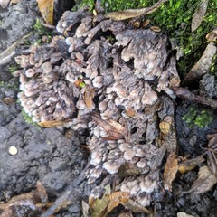 Thelephora penicillata