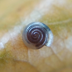 Vitrea contracta