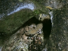 Dixonius melanostictus