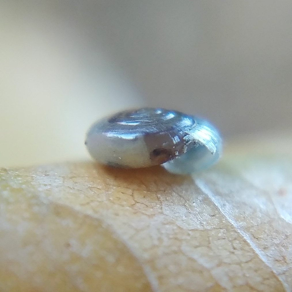 Milky Crystal-snail, photo 1 of 10