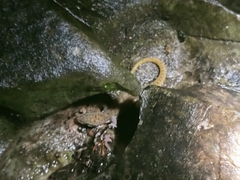 Dixonius melanostictus