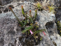 Epacris reclinata