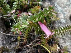 Epacris reclinata