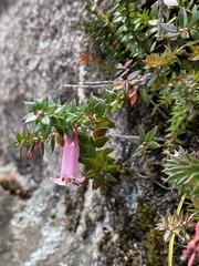 Epacris reclinata