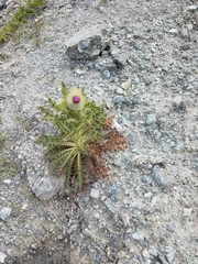 Cirsium occidentale