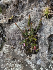 Epacris reclinata
