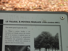 Tilia