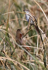 Limnoctites sulphuriferus
