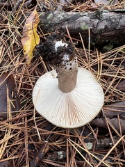 Russula anthracina