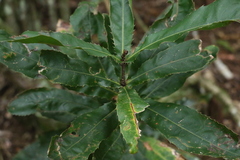 Macadamia tetraphylla
