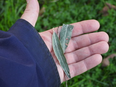 Elaeagnus angustifolia