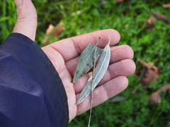 Elaeagnus angustifolia
