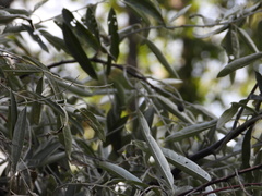 Elaeagnus angustifolia