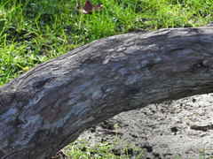 Elaeagnus angustifolia