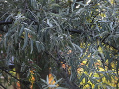 Elaeagnus angustifolia