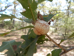 Striatoandricus aciculatus