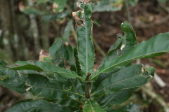 Macadamia tetraphylla