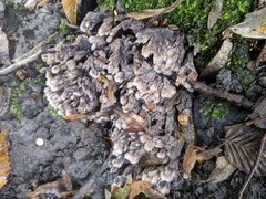 Thelephora penicillata