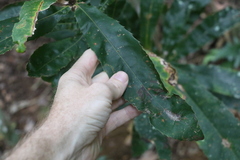 Macadamia tetraphylla