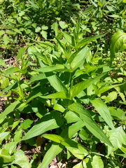 Spigelia marilandica