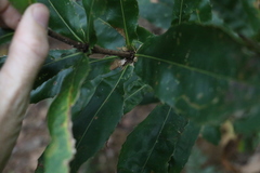 Macadamia tetraphylla