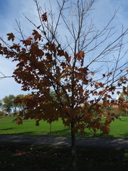Acer saccharum