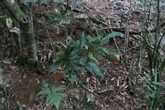 Macadamia tetraphylla