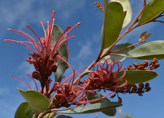 Grevillea decora decora