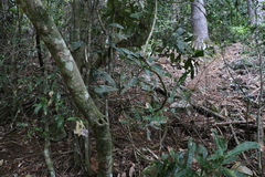 Macadamia tetraphylla