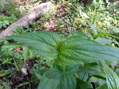 Spigelia marilandica