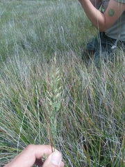 Calamagrostis ophitidis