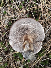 Phellodon fuligineoalbus
