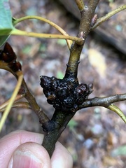 Callirhytis quercusgemmaria