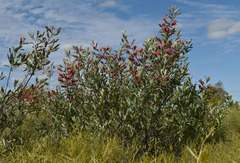 Grevillea decora decora