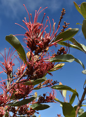 Grevillea decora decora