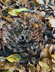 Podoscypha multizonata