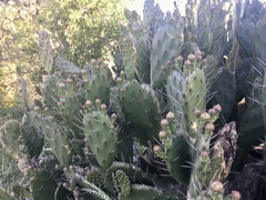 Opuntia arechavaletae