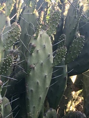 Opuntia arechavaletae