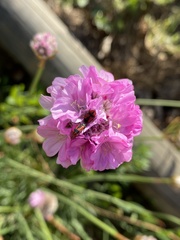 Arthrobrachus nigromaculatus