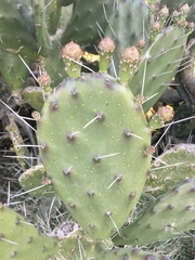 Opuntia arechavaletae
