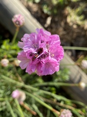 Arthrobrachus nigromaculatus