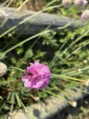 Arthrobrachus nigromaculatus