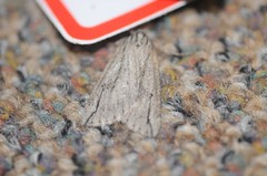 Catabena lineolata