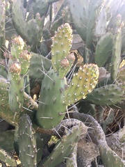 Opuntia arechavaletae