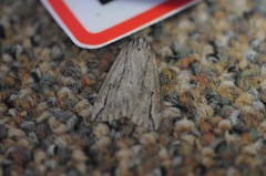 Catabena lineolata