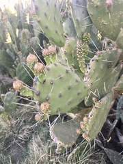 Opuntia arechavaletae