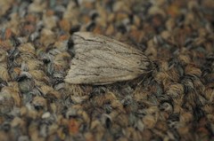 Catabena lineolata